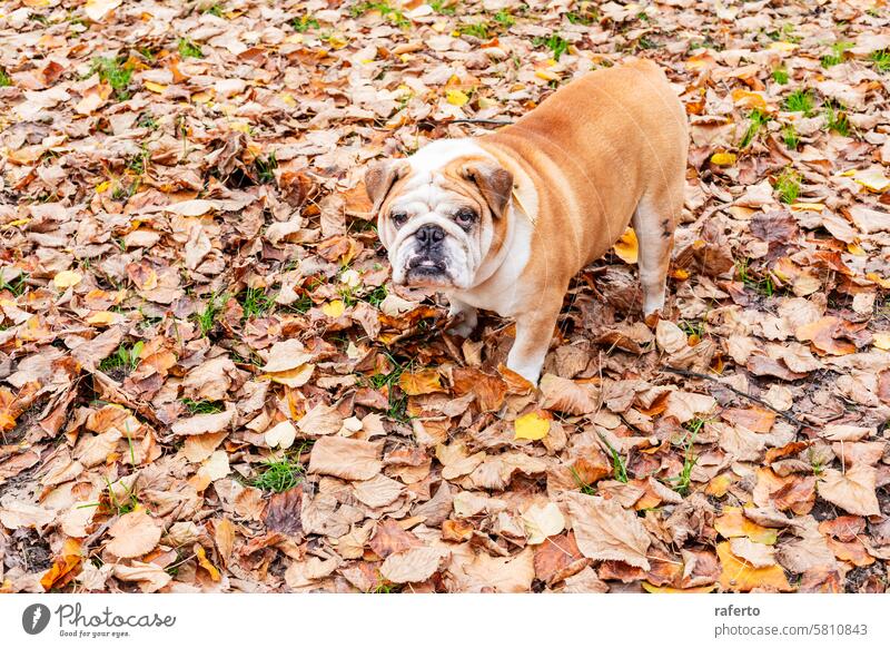 Bulldog in autumn leaves. bulldog pet nature outdoor fall serious animal expression park foliage brown yellow seasonal walk daytime natural scene setting mammal