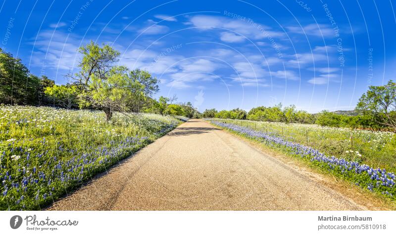 Rural street through meadows of blue bonnets, Texas backroads way forward garden purple plant background flower nature green blossom bloom beautiful spring