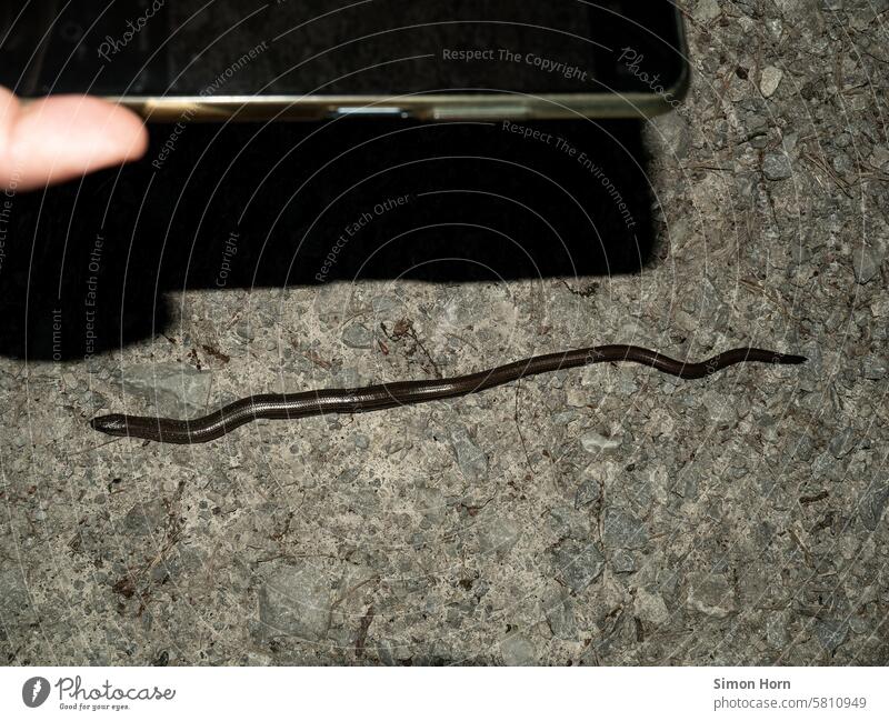 A smartphone is held over a slow worm to photograph it Slow worm Take a photo Reptiles meander Observe Saurians Wild animal Animal portrait Close-up fauna