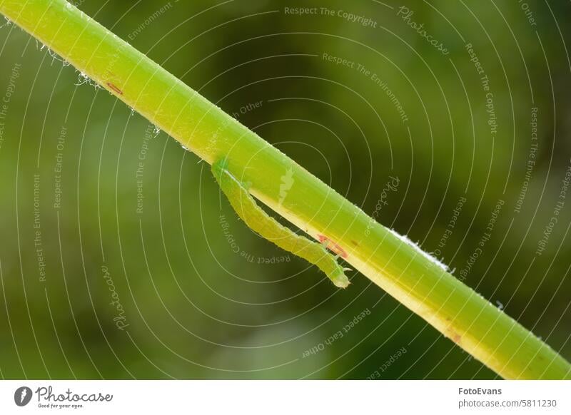 Green caterpillar on a plant stem parasite close crawling nature biology insects background animal monster macro butterfly caterpillar sunlight living Europe