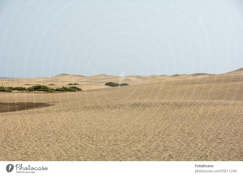 Sand dunes with green plants of Maspalomas on Gran Canaria in Spain dry sand endless nature background morning beach golden morning light Europe dryness