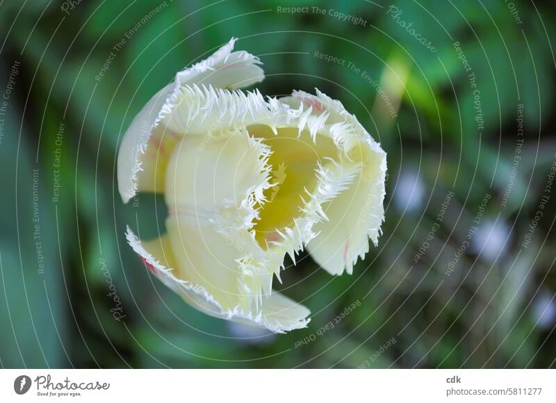 pale yellow tulip with fringed petal edges from above. Tulip Flower Blossom Plant Spring Red Tulip blossom Nature pretty Blossoming tulips Yellow Tulip time