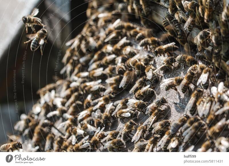 Close-up of bees in flight and on a honeycomb beekeeping Bee Beehive Honeycomb Bee-keeper Apiary Honey bee Colony keep beekeepers honeybees honey room