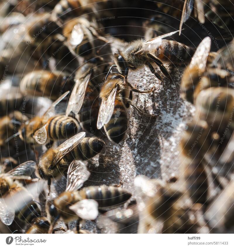 Close-up of bees on a honeycomb beekeeping Bee Beehive Honeycomb Bee-keeper Apiary Honey bee Colony keep beekeepers honeybees honey room Bee cluster Honeytracht