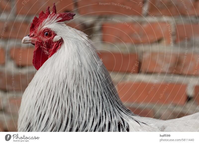 The rooster in the big picture Cockscomb Slender-billed Scrub Fowl Sundheimer portrait Gamefowl Pet Comb Beak Poultry Rooster chicken