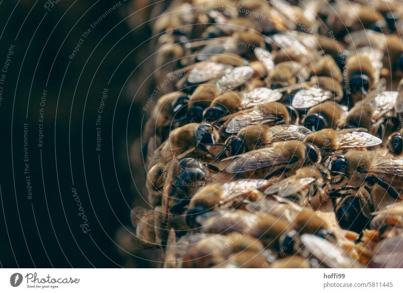 Close-up of bees on a honeycomb beekeeping Bee Beehive Honeycomb Bee-keeper Apiary Honey bee Colony keep beekeepers honeybees honey room Bee cluster Honeytracht