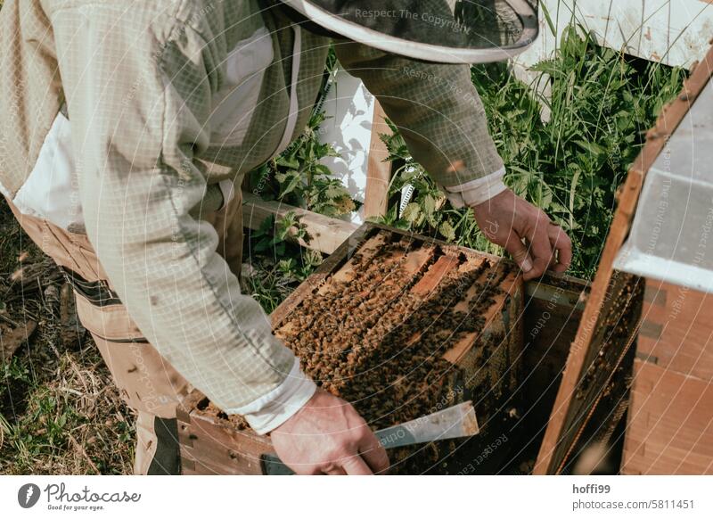 A beekeeper at work on the hive Bee-keeper Bee-keeping Visual inspection honeycomb Honey test sighting Honey bee Honeycomb Beehive beeswax Apiary beekeeping