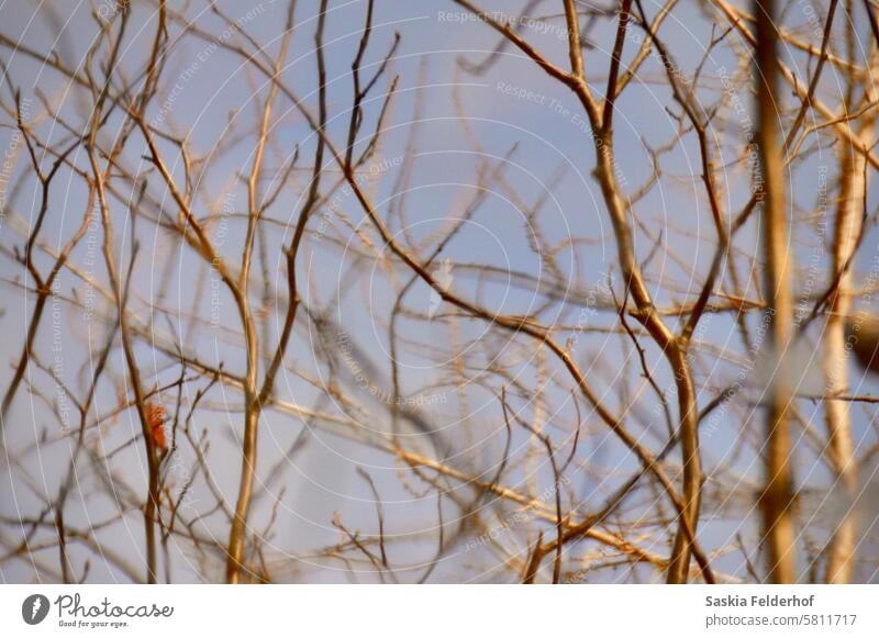 Tree branches reflected on water trees reflection soft soft light nature spring dreamy Environment landscape calm water reflection Lake Pond Peaceful Canada