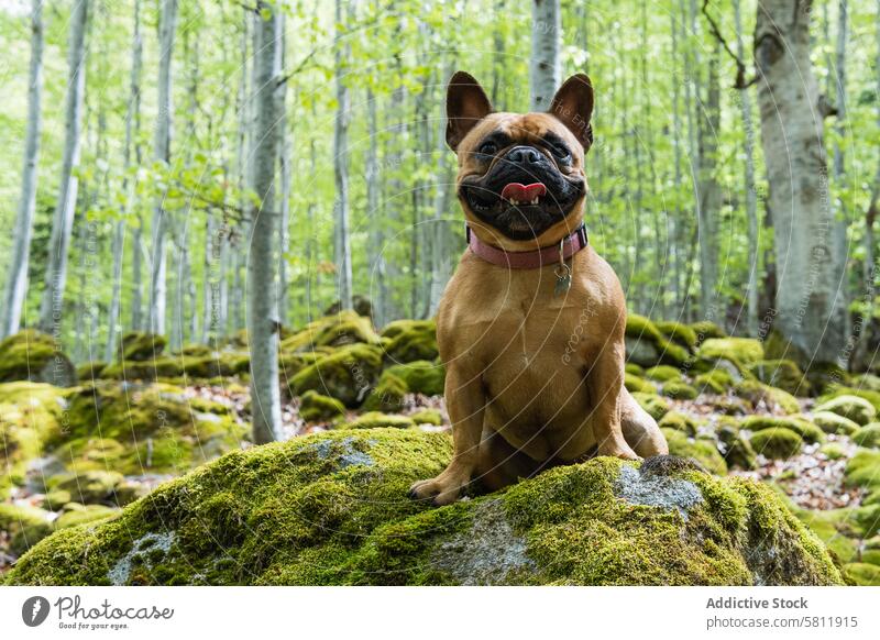 Cute French Bulldog standing in forest french bulldog cute animal pet pyrenees mammal canine puppy friend domestic curious breed moss adorable obedient