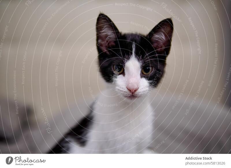 Close-up of a young black and white kitten looking curious cat pet animal feline domestic close-up portrait face cute small indoor soft whiskers fur gaze eyes