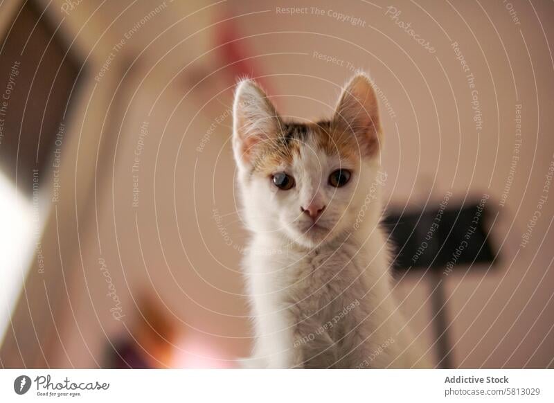 Close-up of a young calico kitten looking directly at the camera cat pet animal cute furry small domestic mammal feline eyes gaze stare close-up portrait fluffy