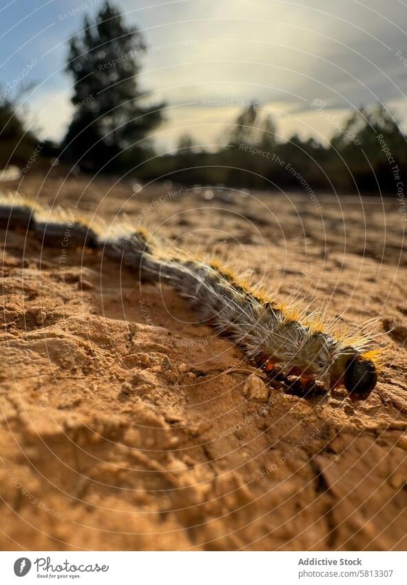 Thaumetopoea pityocampa is a caterpillar with stinging hairs that lives on pine trees insect nature animal macro brown thaumetopoea larva closeup worm pest moth