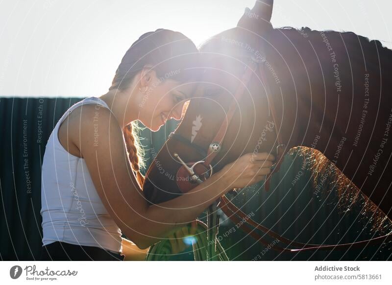 Woman taking care of his brown horse in an equestrian center woman nature animal farm equine groom stable stallion ranch livestock friend pet mammal barn