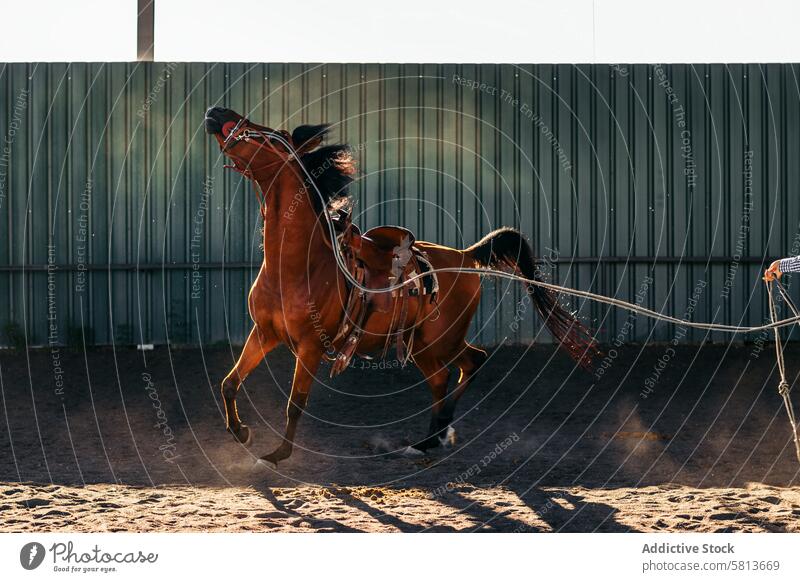 Horse in a riding center nature animal equestrian farm equine groom stable stallion horse ranch livestock friend pet mammal barn beautiful lovely domestic