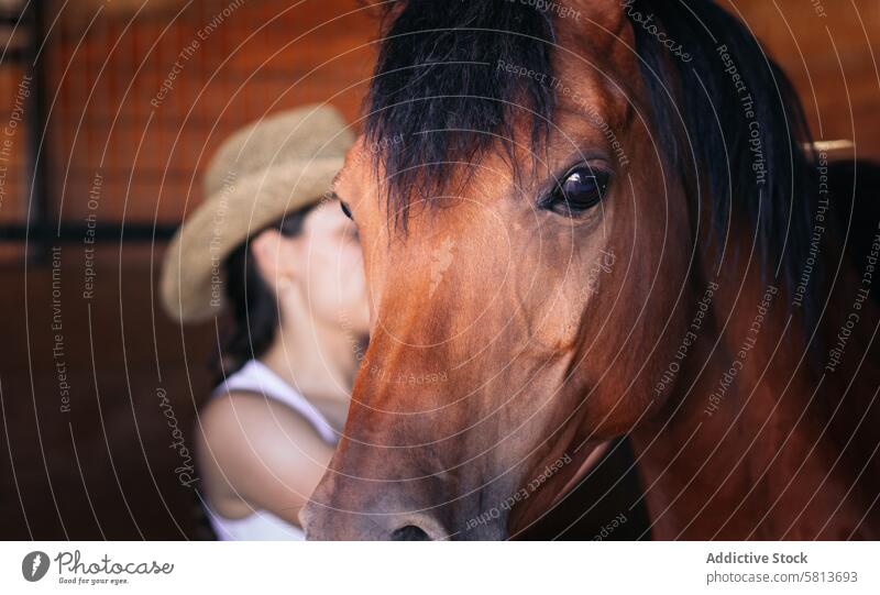 Close up of a brown horse in the stable nature animal equestrian farm equine groom stallion ranch livestock friend pet mammal barn beautiful lovely domestic