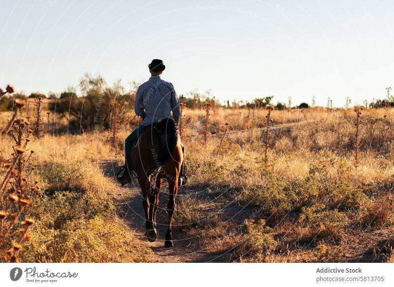 Man in hat riding a horse in the countryside at sunset nature man young animal ranch cowboy person equine beautiful equestrian pet field evening stallion care