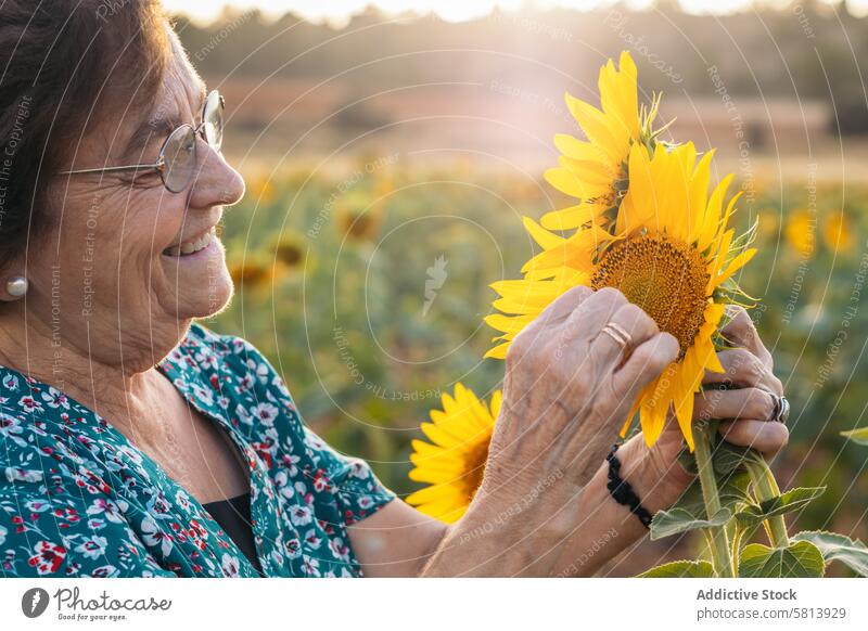 Elderly woman in a field of sunflowers elderly nature people summer agriculture outdoor yellow senior happy landscape background sunny countryside portrait