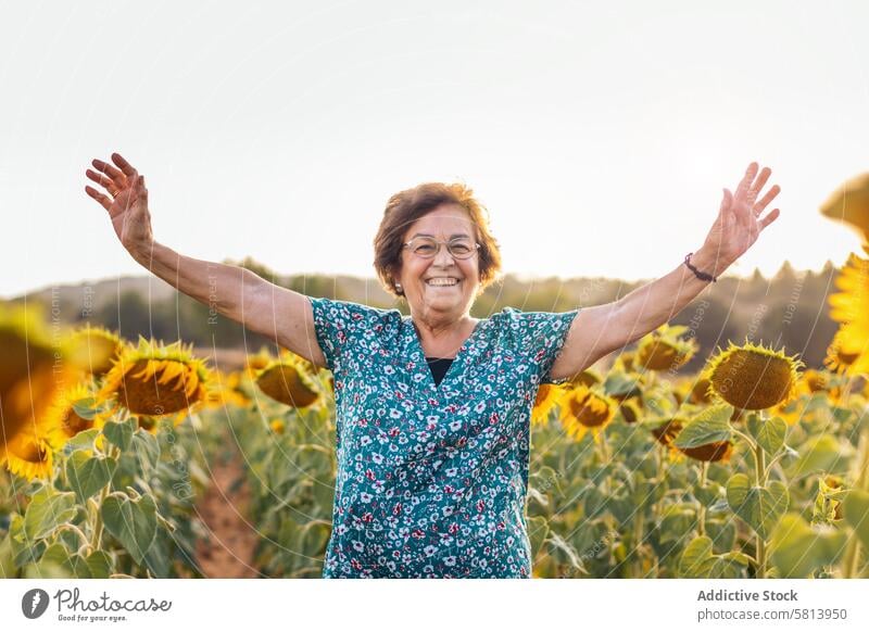 Elderly woman in a field of sunflowers elderly nature people summer agriculture outdoor yellow senior happy landscape background sunny countryside portrait