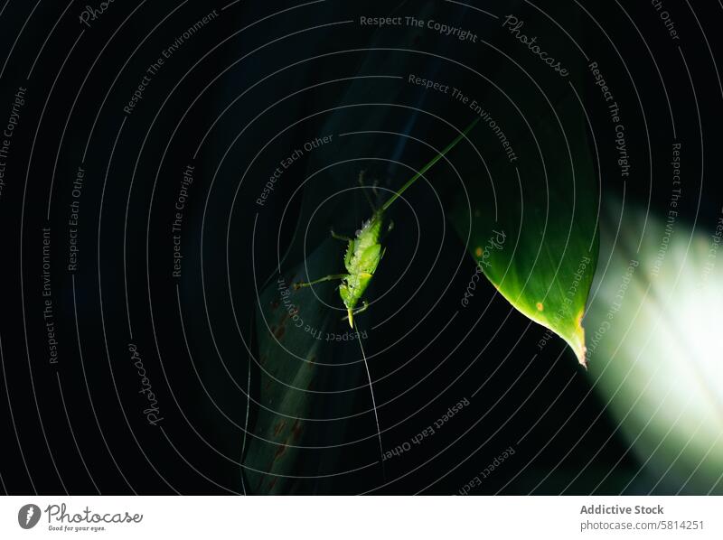 Night photo of a rhinoceros grasshopper perched on a leaf nature macro bug animal wildlife insect night green closeup detail environment plant wing creature