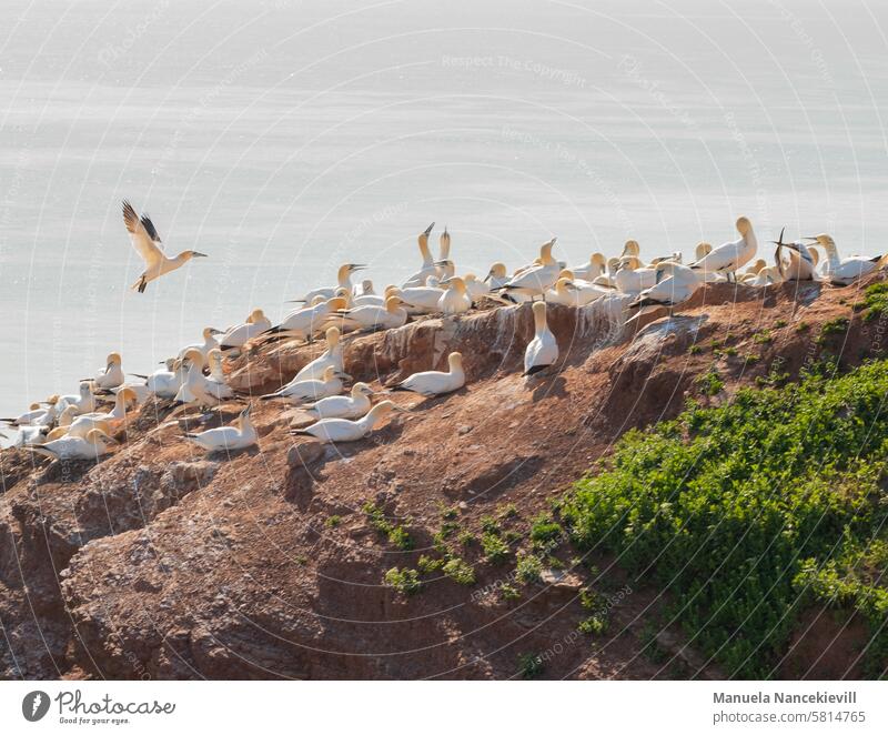 Lummenfelsen Helgoland Uria Lummen Rock Heligoland Bird cliffs North Sea Exterior shot Colour photo Ocean Water Island North Sea Islands High sea island