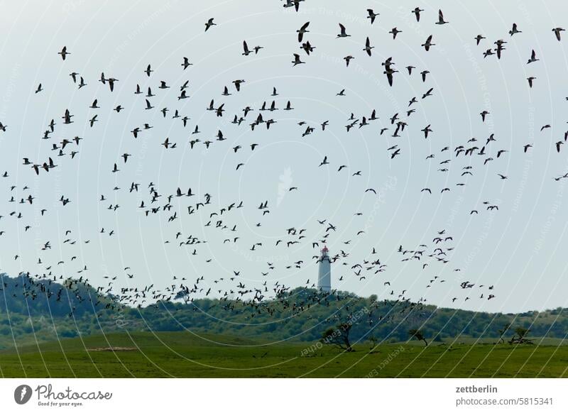 Hiddensee - White-fronted geese over the thorn bush holidays Spring greaves Island kloszer Mecklenburg Ocean MV nezuendorf Baltic Sea voyage Summer Sun Beach