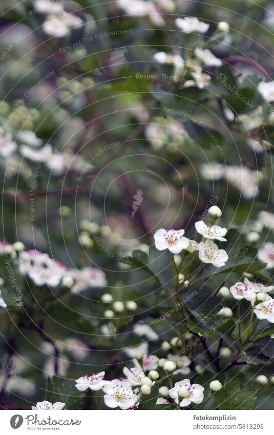 flowering hawthorn Blossom Blossoming Hawthorn White heyday Rose plants Spring medicinal plant white flowers blossom Crataegus Edible