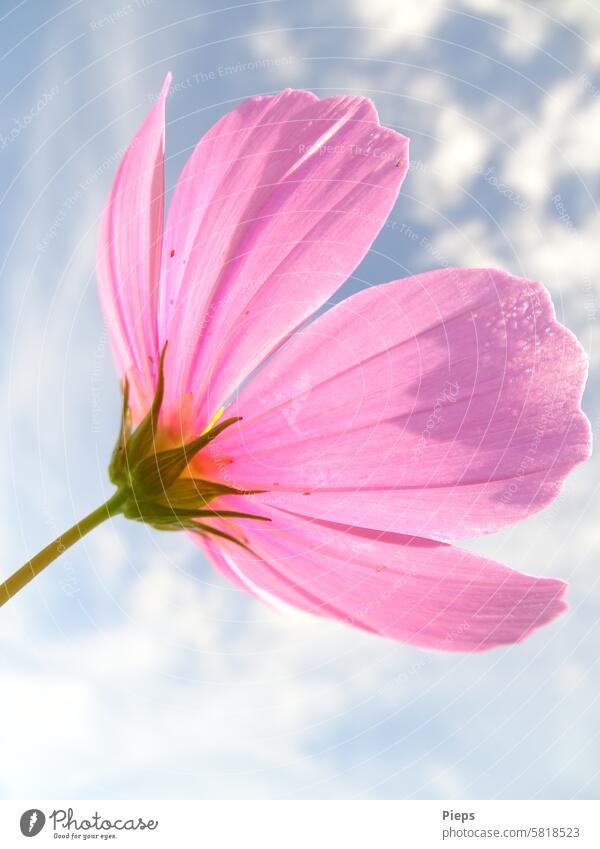 LOAD TOTAL Cosmea Cosmea flower Cosmos cut flower garden flower summer flower composite Blossom Garden Summer Close-up inflorescence delicate blossoms Pink