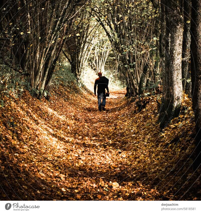 Everything will be fine / You have to go through this alley. There is no other way to Franconia. forest path off Relaxation trees Nature Forest Environment