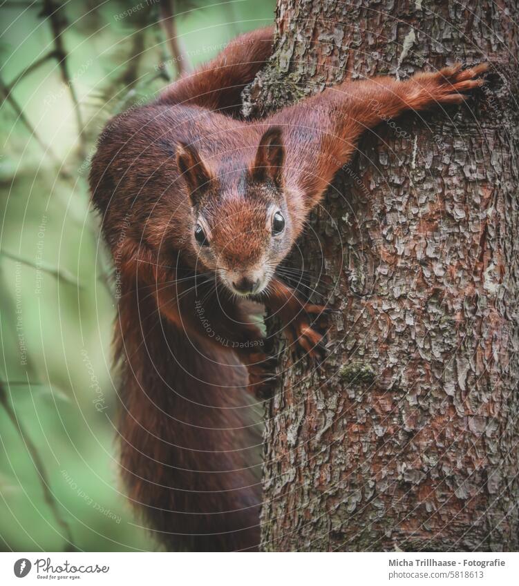 Squirrel looks curiously from the tree sciurus vulgaris Animal face Head Eyes Nose Ear Muzzle Claw Pelt Paw Wild animal Rodent Tails Nature Tree Tree trunk