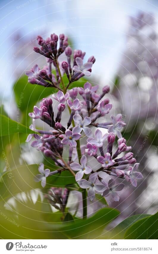 fragrant lilac blossom | delicate shades of violet. Spring Violet purple Blossom Lilac Fragrance Plant Garden Blossoming naturally May Nature Spring fever