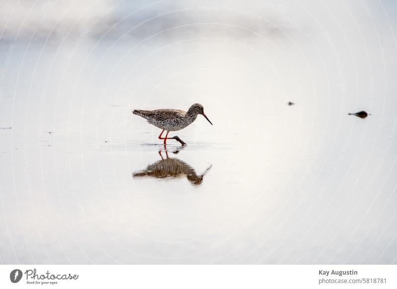 Redshank Tringa totanus Snipe birds Scolopacidae Wadden Sea National Park Water strider Nature bird sanctuary Nature reserve reflection Water puddle Puddle