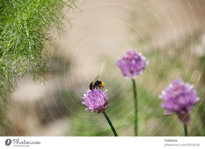 Oh, this picture should have come before we left. Oh well. Little fat bumblebee pollinating a flower ;-) Bumble bee Flower Insect Summer Blossom Plant Animal