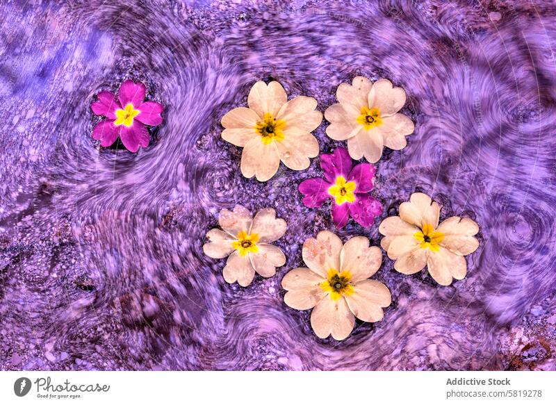 Primrose flowers floating on biofilm swirls primrose artistic photograph contrast motion stillness color movement march texture pattern nature natural water