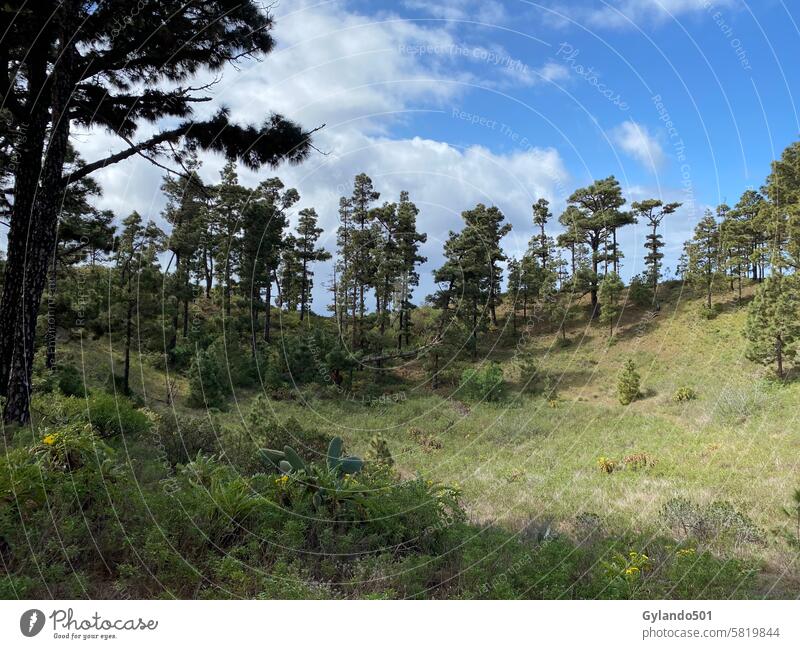 Landscape in Funcaliente de la Palma on the Canary Island of La Palma funcaliente Canaries trees Valley Exterior shot Vacation & Travel Tourism Trip Clouds Sky