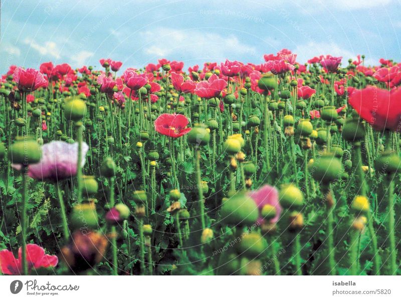 poppy field Poppy Field Meadow Flower