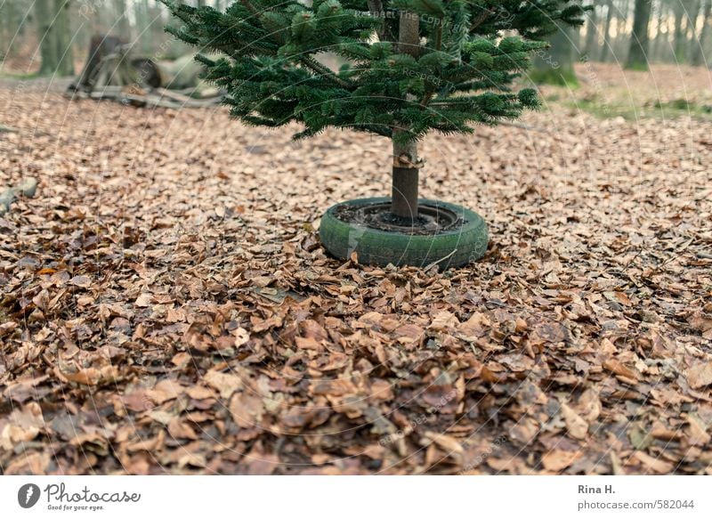 preparation Christmas & Advent Environment Nature Landscape Winter Tree Leaf Forest Wait Authentic Anticipation Car tire Beech leaf Christmas tree Preparation