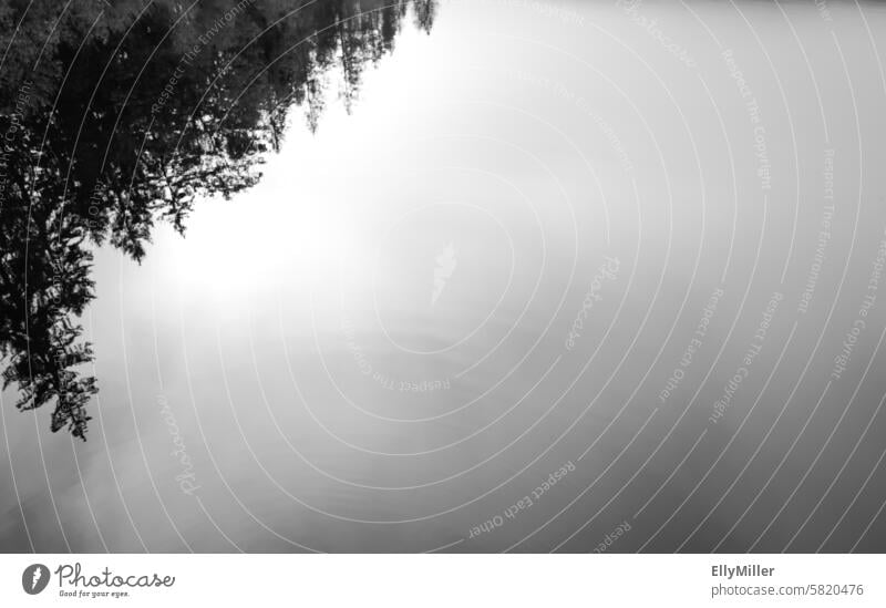 Reflection in the water reflection Water Forest trees Black & white photo Nature Calm Landscape Surface of water Lake Lakeside Water reflection tranquillity