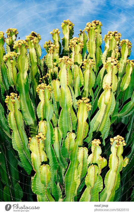 Bush of a cactus Euphorbia - crispy flashed in front of a blue sky. Plant cacti Euphorbia canariensis bush hedge of thorns Wall (building) Thorny Flash photo