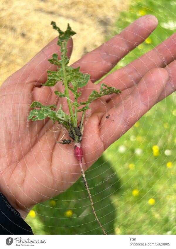 radish Gardening Fiasco Failure & Failure Radish earth fleas Pests Vegetable Vegetable garden Growth Harvest Green Plant Food Organic produce Healthy Eating