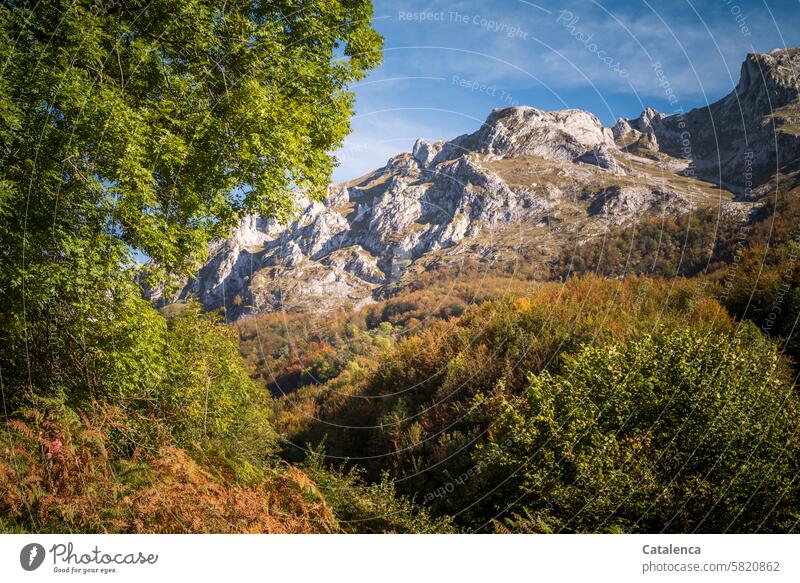 Landscape in the mountains Climate trees Beautiful weather Peak Stony bushes daylight Hiking Sky Environment vacation Vacation & Travel Tourism Day Horizon