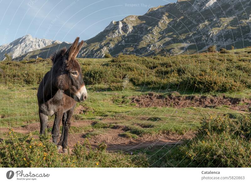 Little donkey Grass Beautiful weather Blue Fern Horizon Hiking mountains daylight bushes Sky Landscape Environment vacation Vacation & Travel Tourism Day Nature