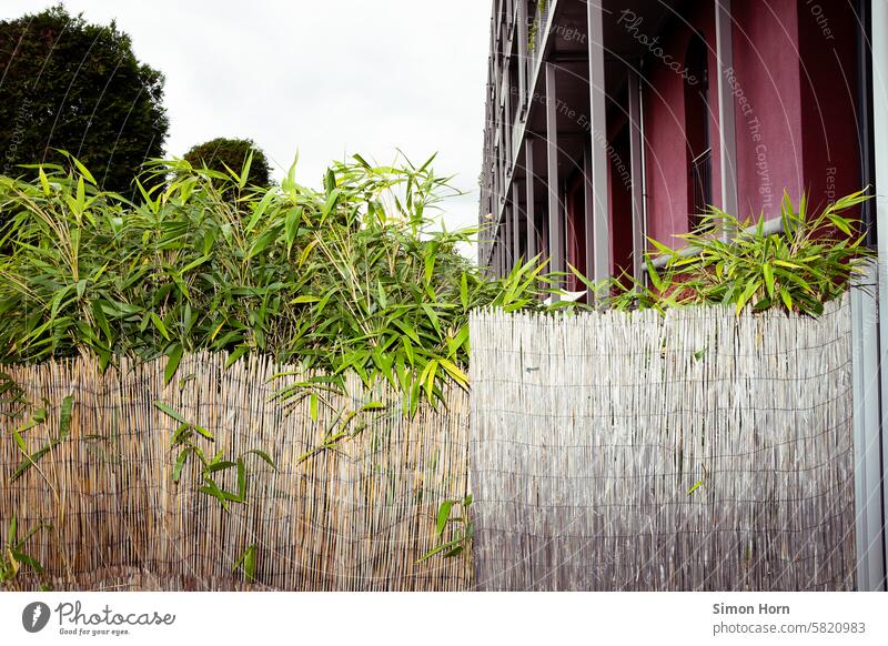 Privacy screen made of reeds and tall plants in front of a large apartment building Screening Private sphere living space multi-party house Apartments Hidden