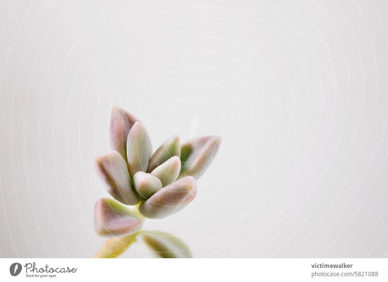 Succulent plant of mother of pearl studio shot succulent flower green leaf copy space graptopetalum decorative ornamental plant leaves crassulaceae botany