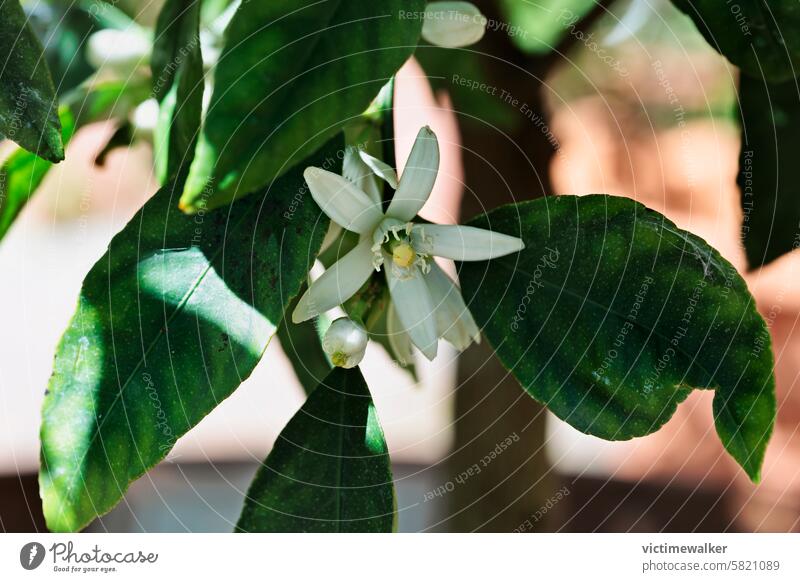 White blossom of the lemon tree Lemon Flower background Nature Leaf Plant Citrus fruits Close-up Floral Spring Blossom Fragrant Flowering plant Lemon tree