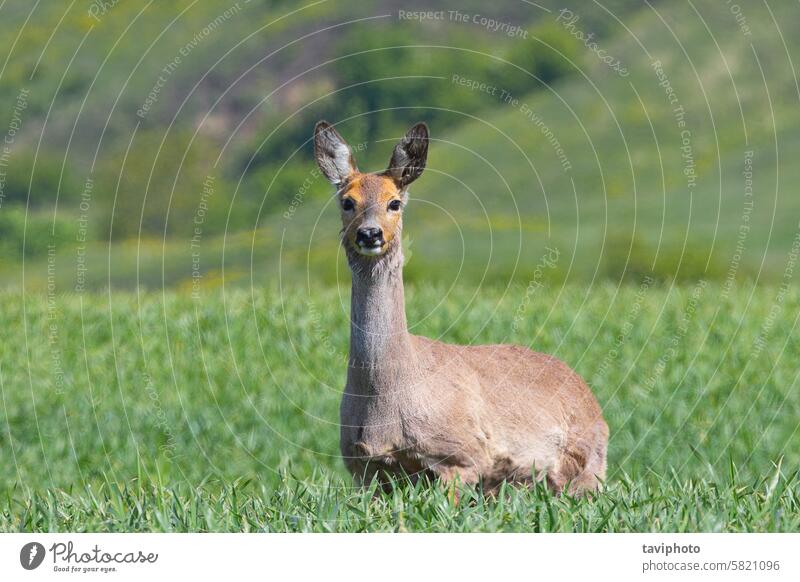 curious roe deer doe in natural habitat adult animal baby background bambi beautiful beauty brown capreolus closeup countryside cute european face fauna fawn