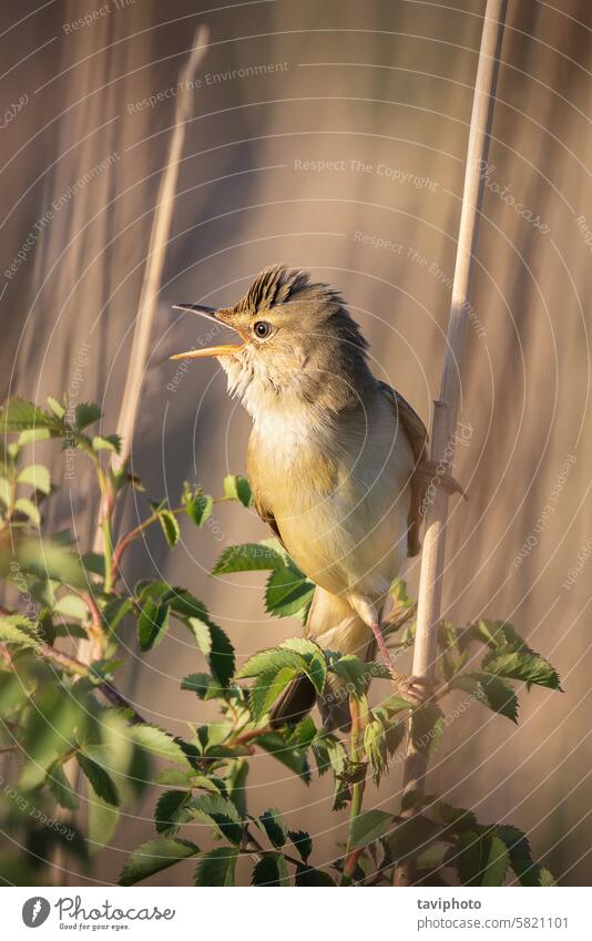 male marsh warbler in natural habitat acrocephalidae acrocephalus adult animal animalia background beautiful bird birding birdsong birdwatching breeding brown