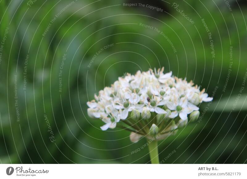 Allium white Flower Blossom Nature White allium ornamental garlic Garden floral