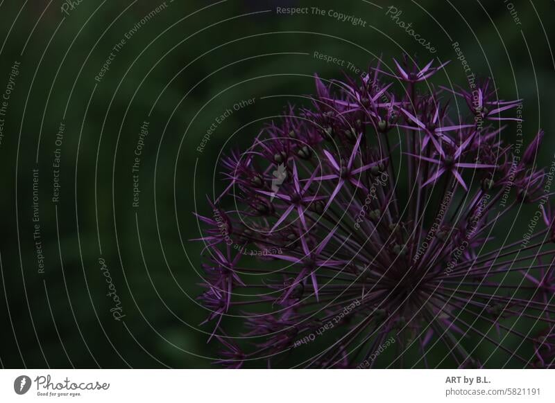 ornamental garlic Green purple Close-up Garden flowery Flower Blossom stellar stars allium Evening Dark Stars Flower stem flora floral Plant background