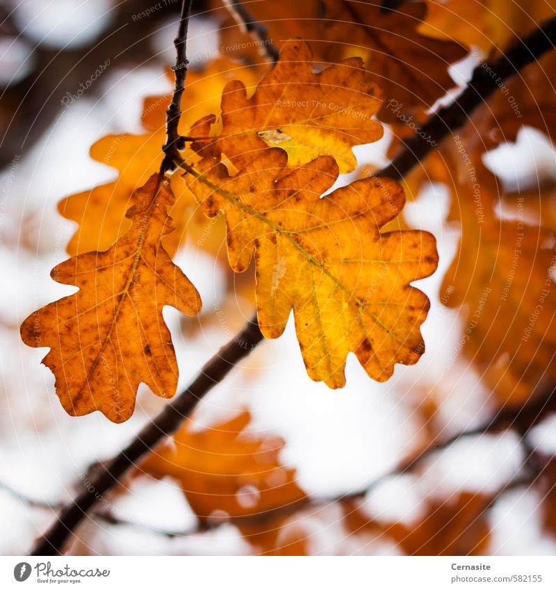 Autumn Oak Leaves Nature Tree Leaf Moody Oak leaf Oak tree Orange Colour Vignetting Branch Colour photo Multicoloured Close-up Deserted Day Light Shadow