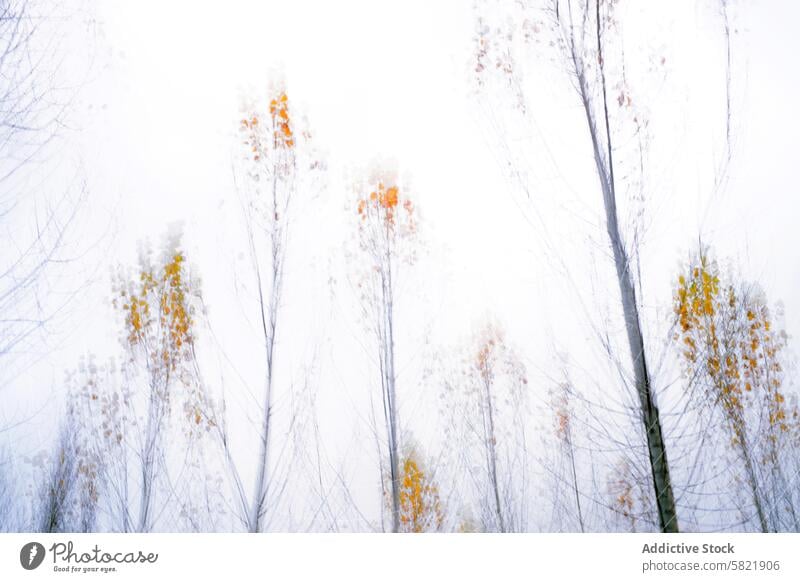 Ethereal autumn trees in misty forest nature serene dream-like ethereal sparse leaves thin fog tranquil peaceful shrouded foliage branch woodland autumnal